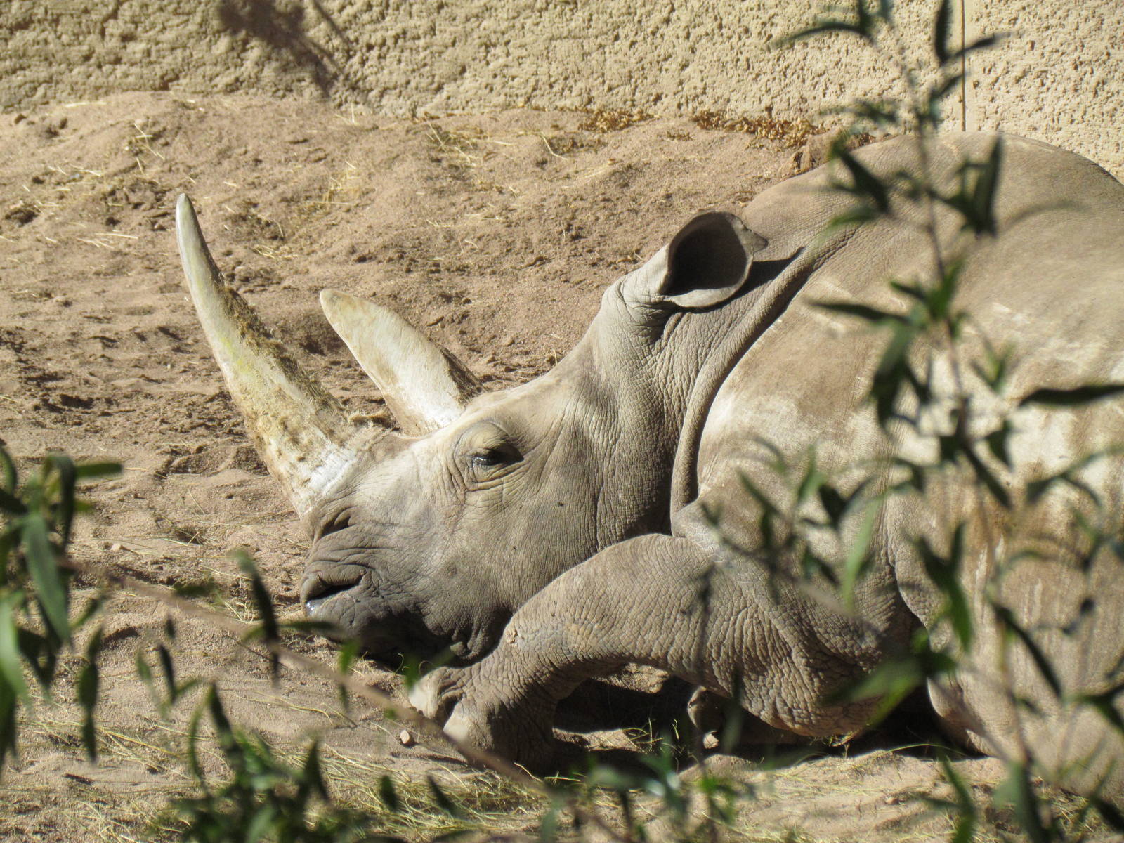 Africa Trail - Southern White Rhinoceros