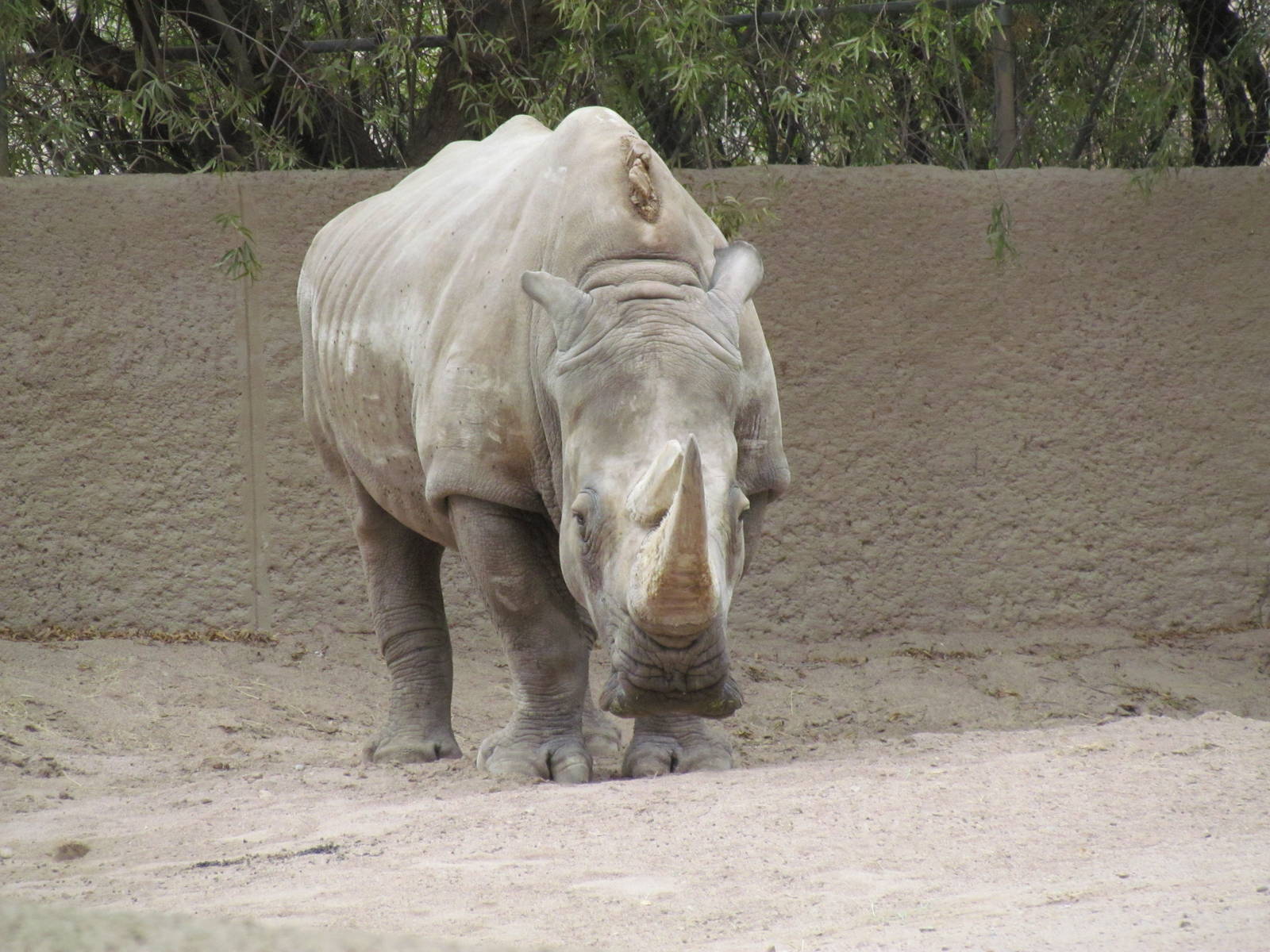 Africa Trail - Southern White Rhinoceros
