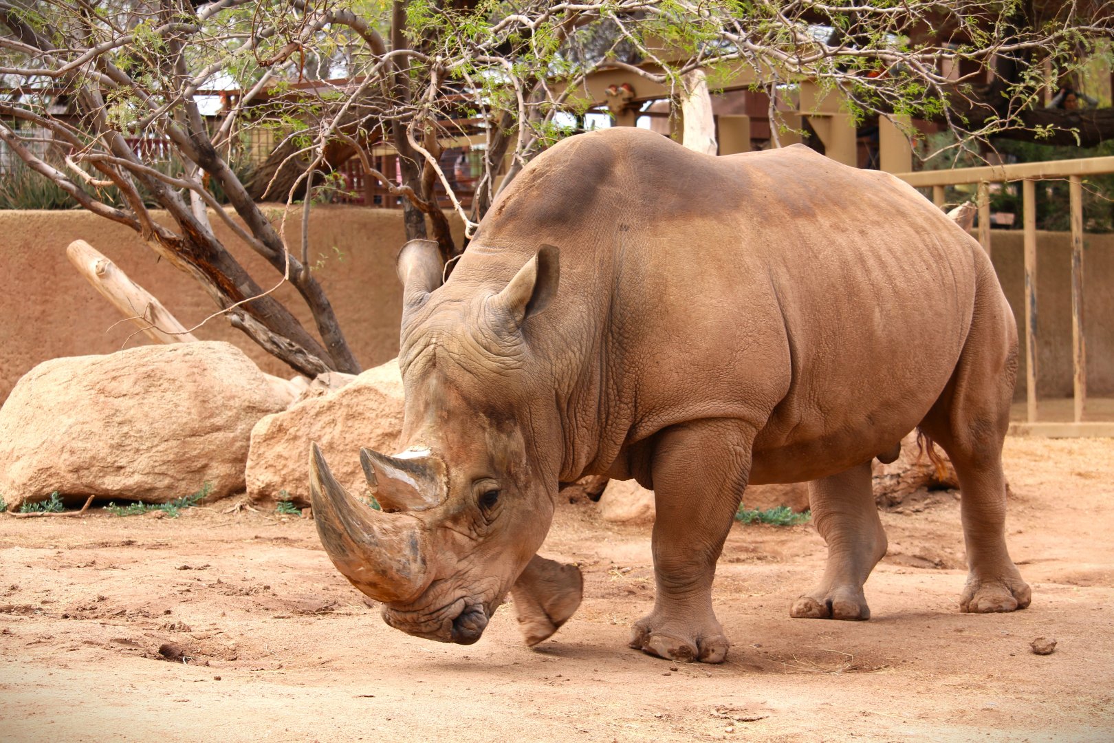 Africa Trail - Southern White Rhinoceros