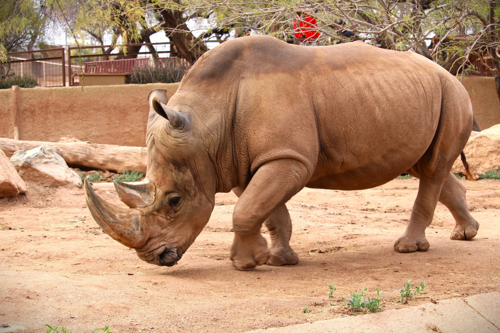 Africa Trail - Southern White Rhinoceros