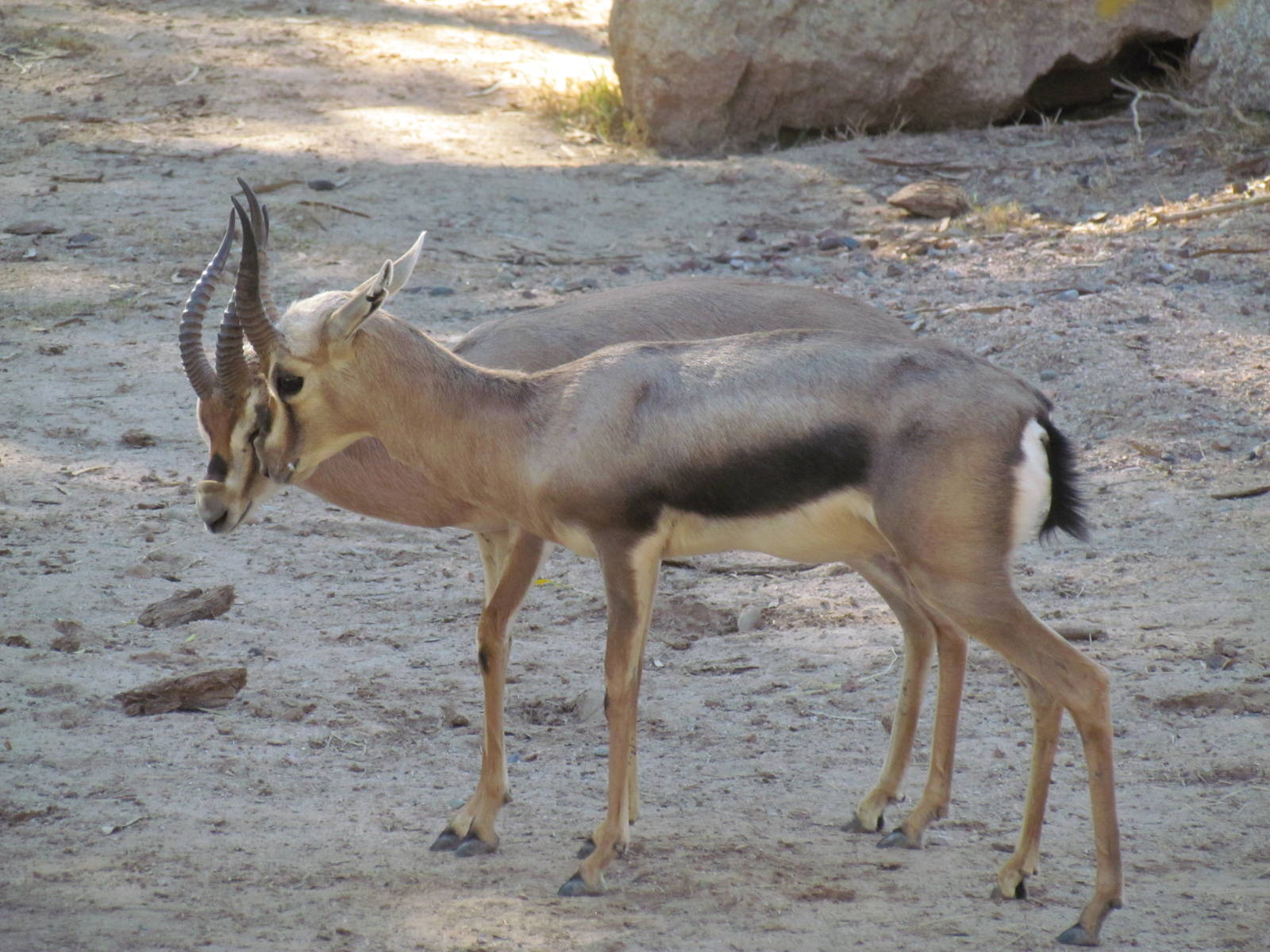 Africa Trail - Speke's Gazelle