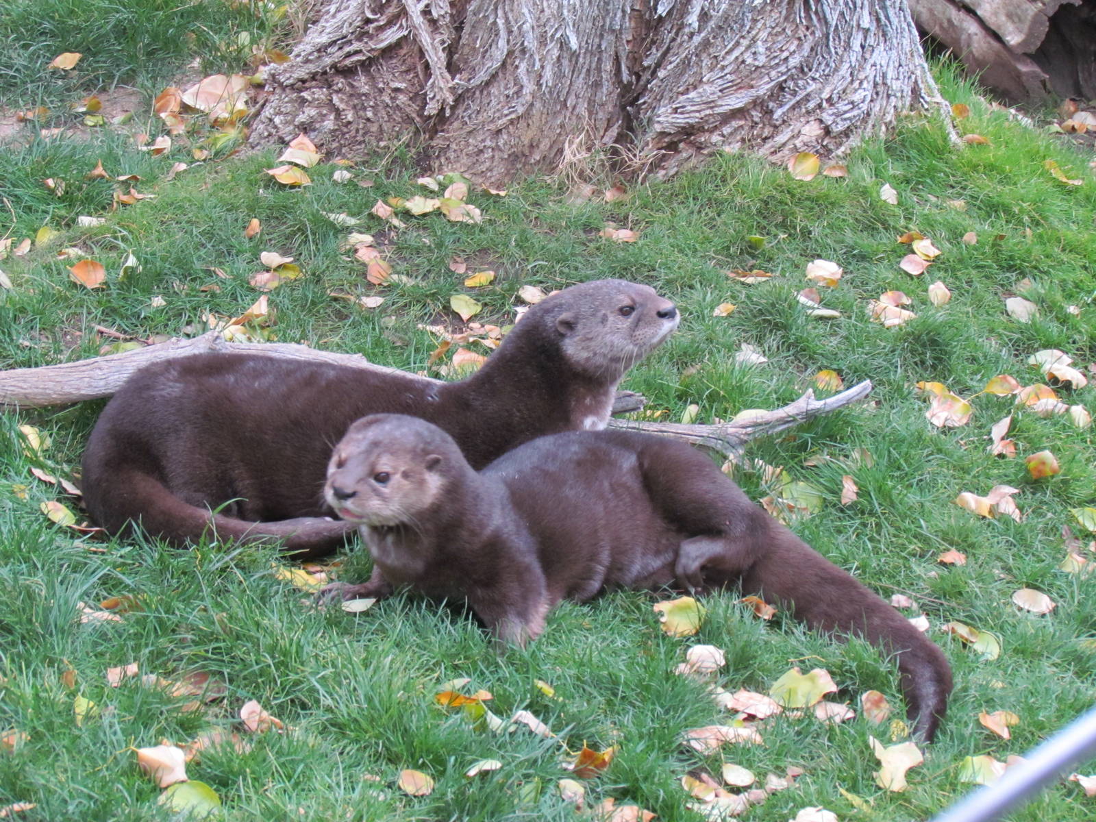 Africa Trail - Spotted-necked Otter