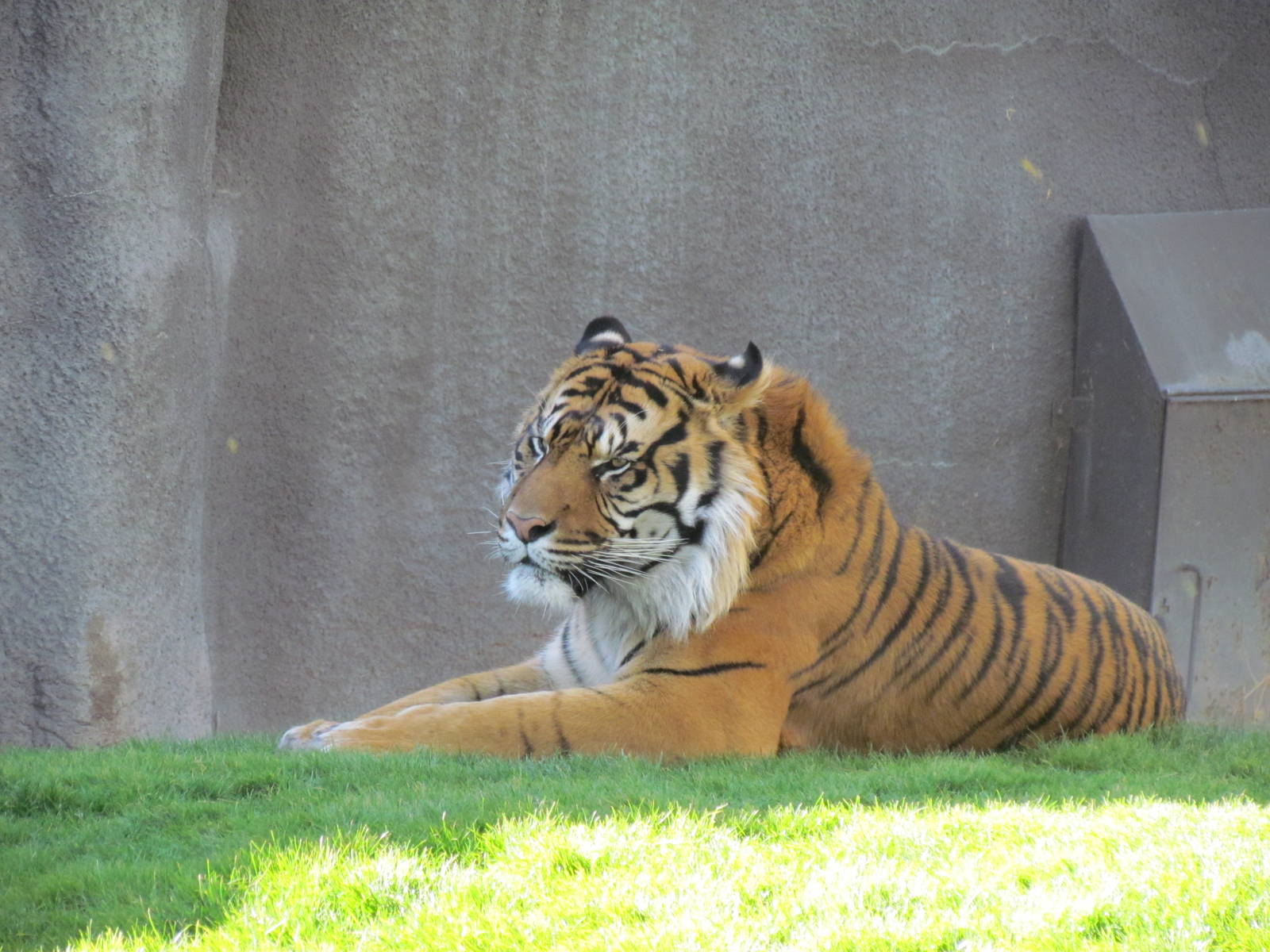 Africa Trail - Sumatran Tiger