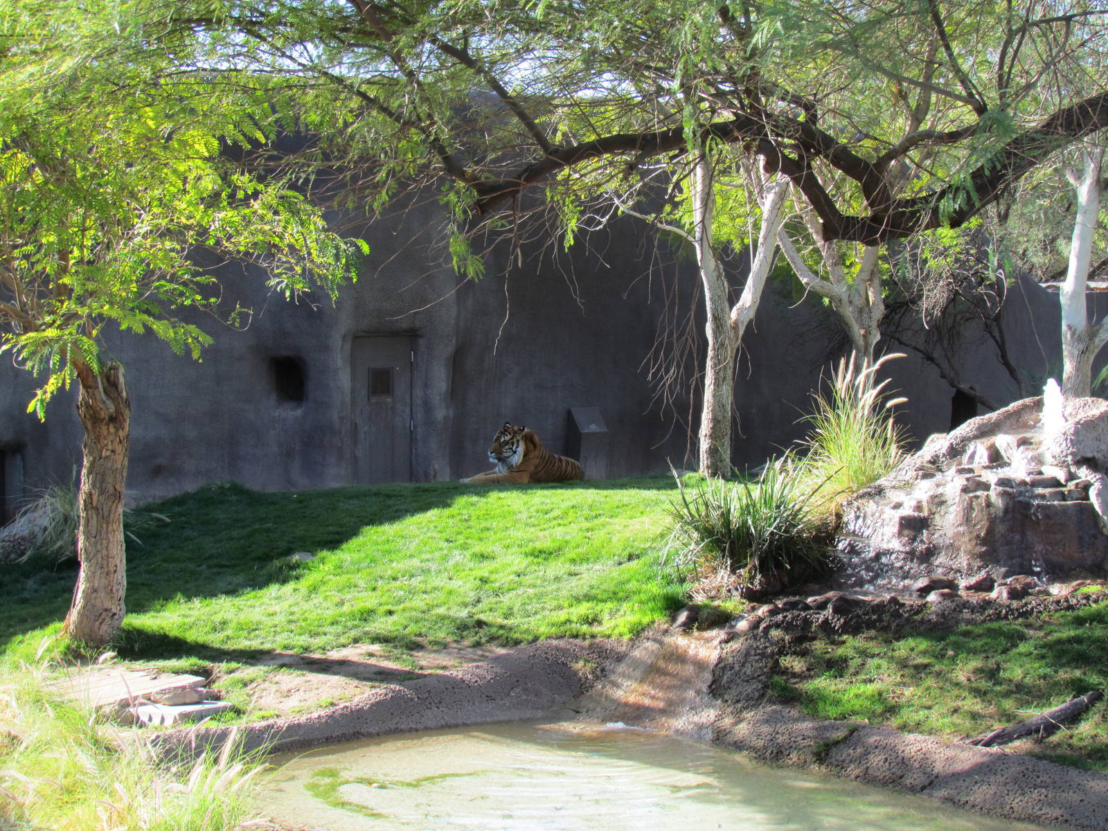 Africa Trail - Sumatran Tiger
