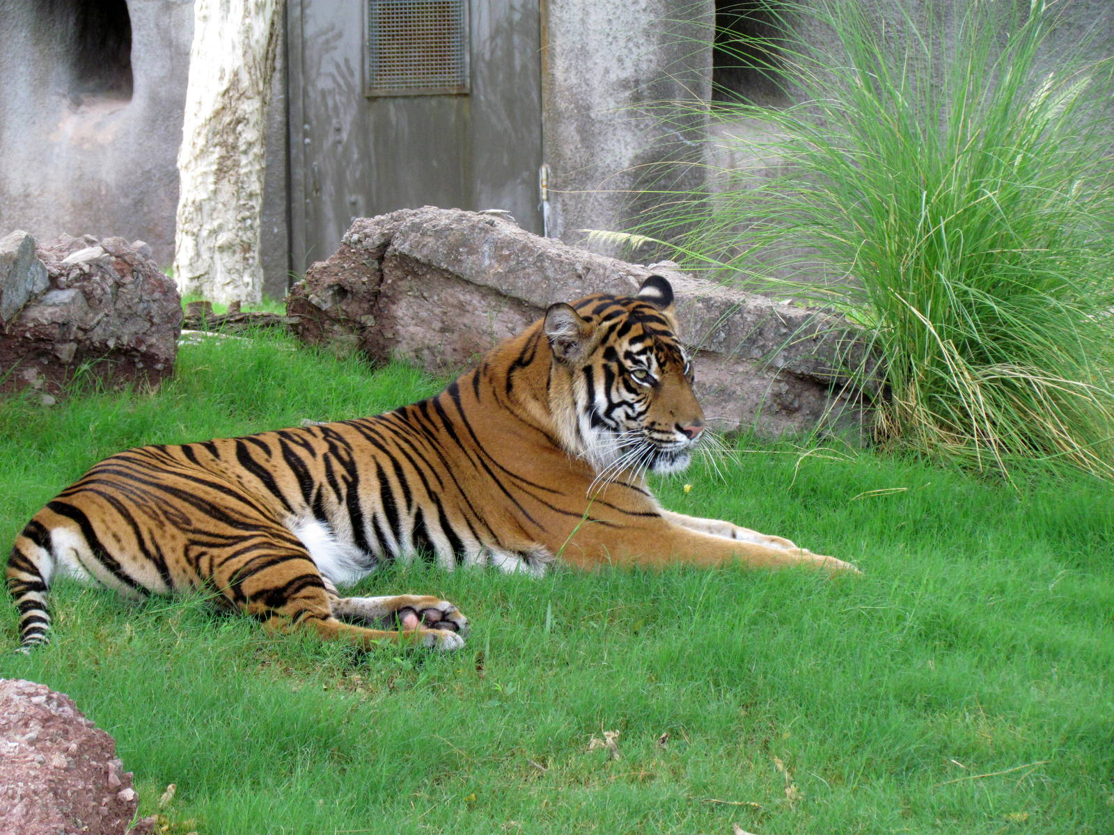 Africa Trail - Tiger Exhibit