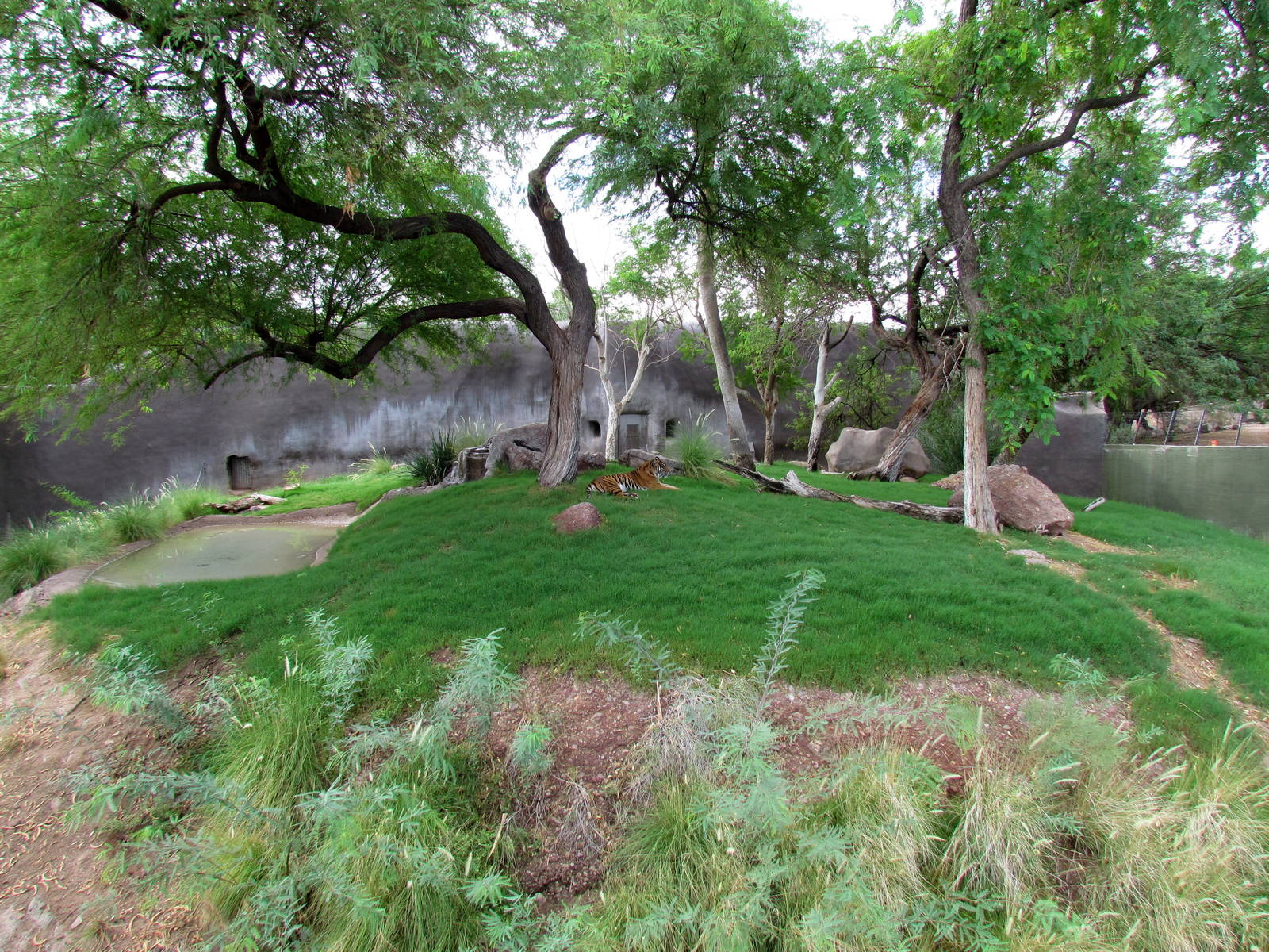 Africa Trail - Tiger Exhibit