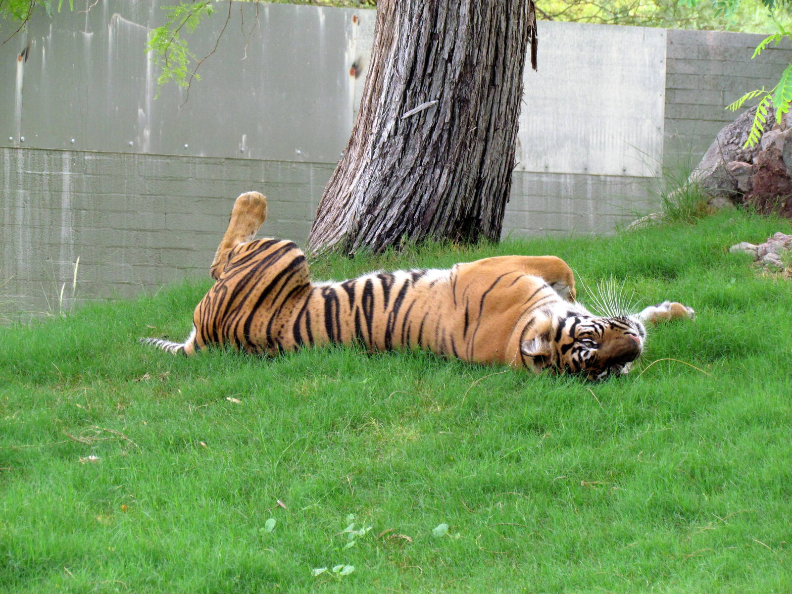 Africa Trail - Tiger Exhibit