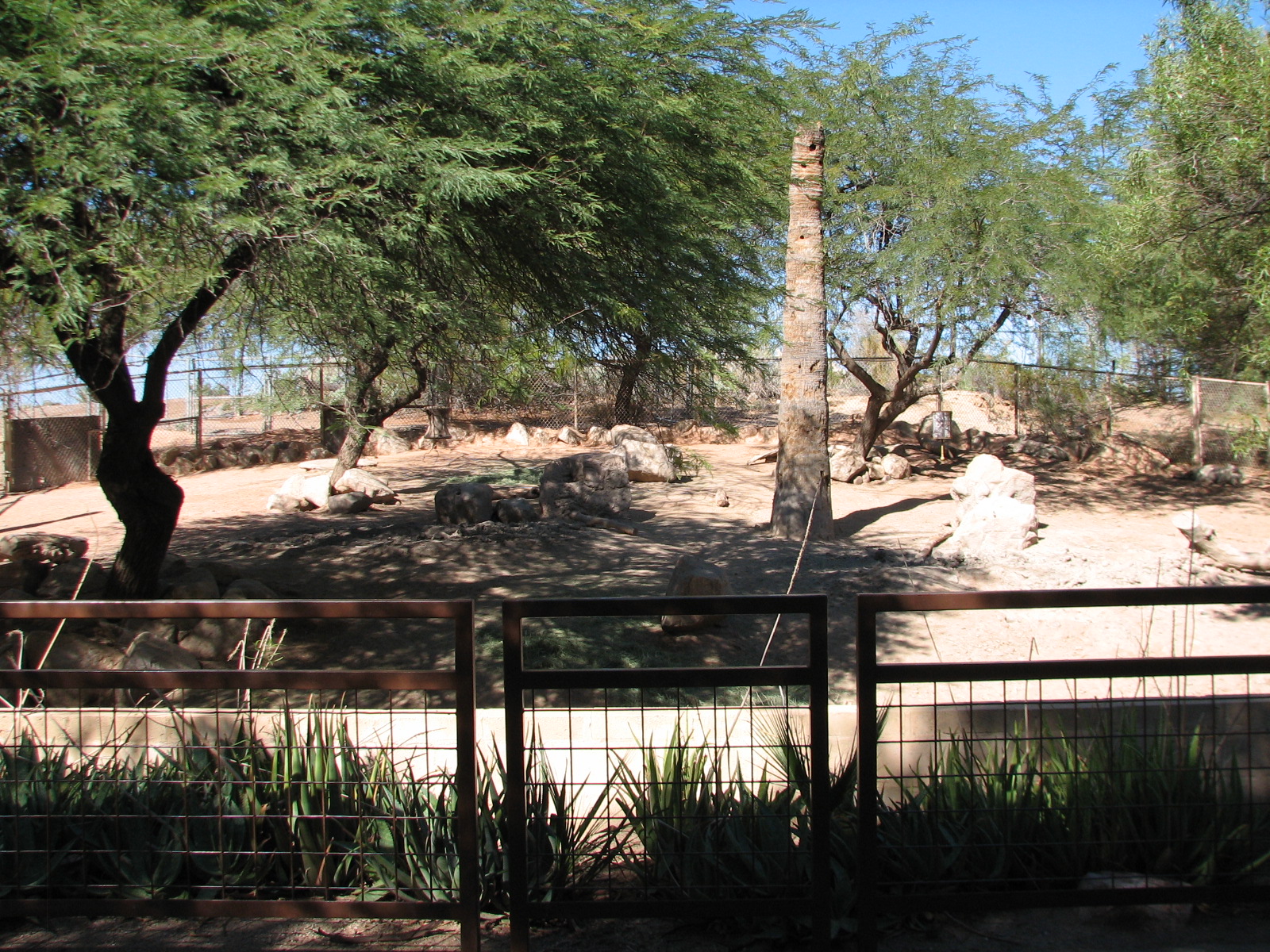 Africa Trail - Warthog Exhibit