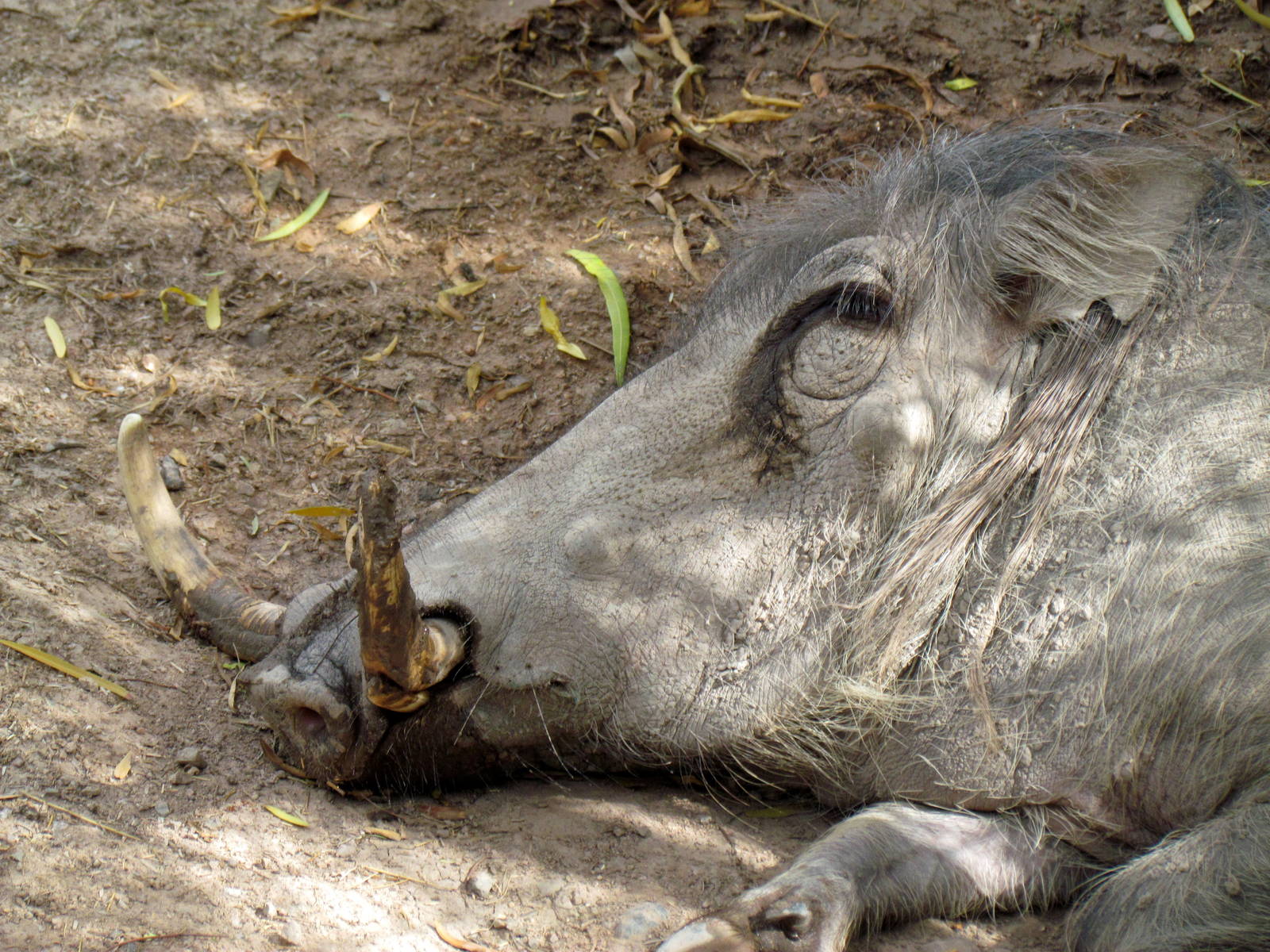 Africa Trail - Warthog Exhibit