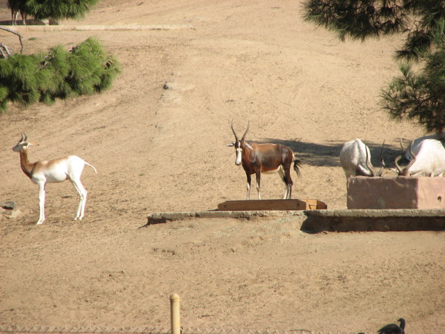 Africa Tram Safari - Addra Gazelle, Blesbok and Addax