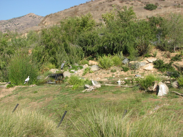 Africa Tram Safari - Bird Exhibit