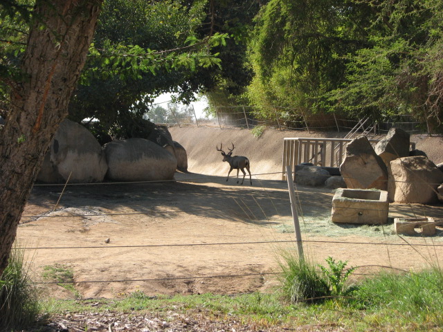 Africa Tram Safari - California Mule Deer (Wild)
