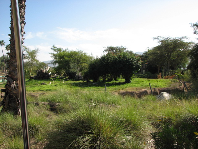Africa Tram Safari - Cheetah Exhibit