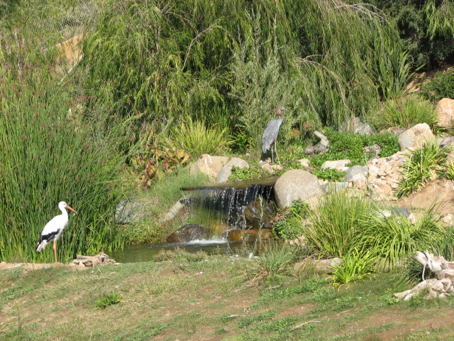 Africa Tram Safari - European White Stork and Goliath Heron