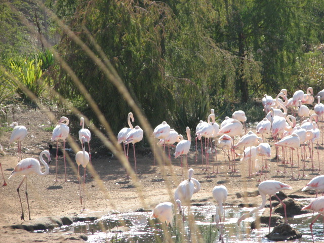Africa Tram Safari - Greater Flamingo