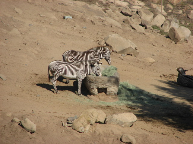 Africa Tram Safari - Grevy's Zebra