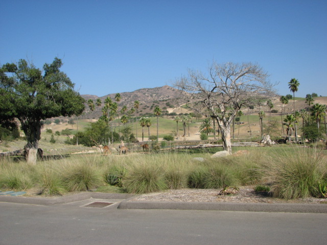 Africa Tram Safari - Lowland Nyala