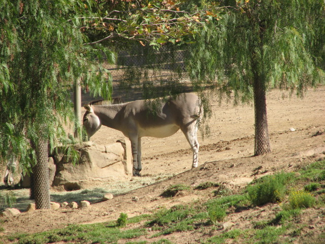 Africa Tram Safari - Somali Wild Ass