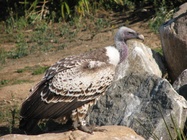 Africa Tram Safari - Western Ruppell's Vulture