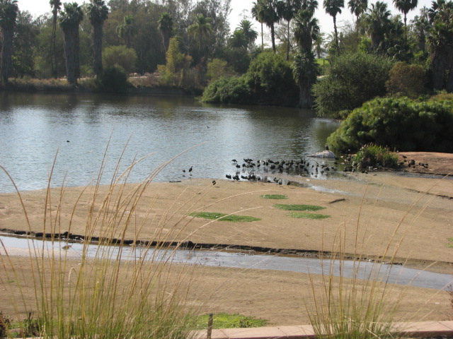 Africa Tram Safari - White-Faced Ibis (Wild)