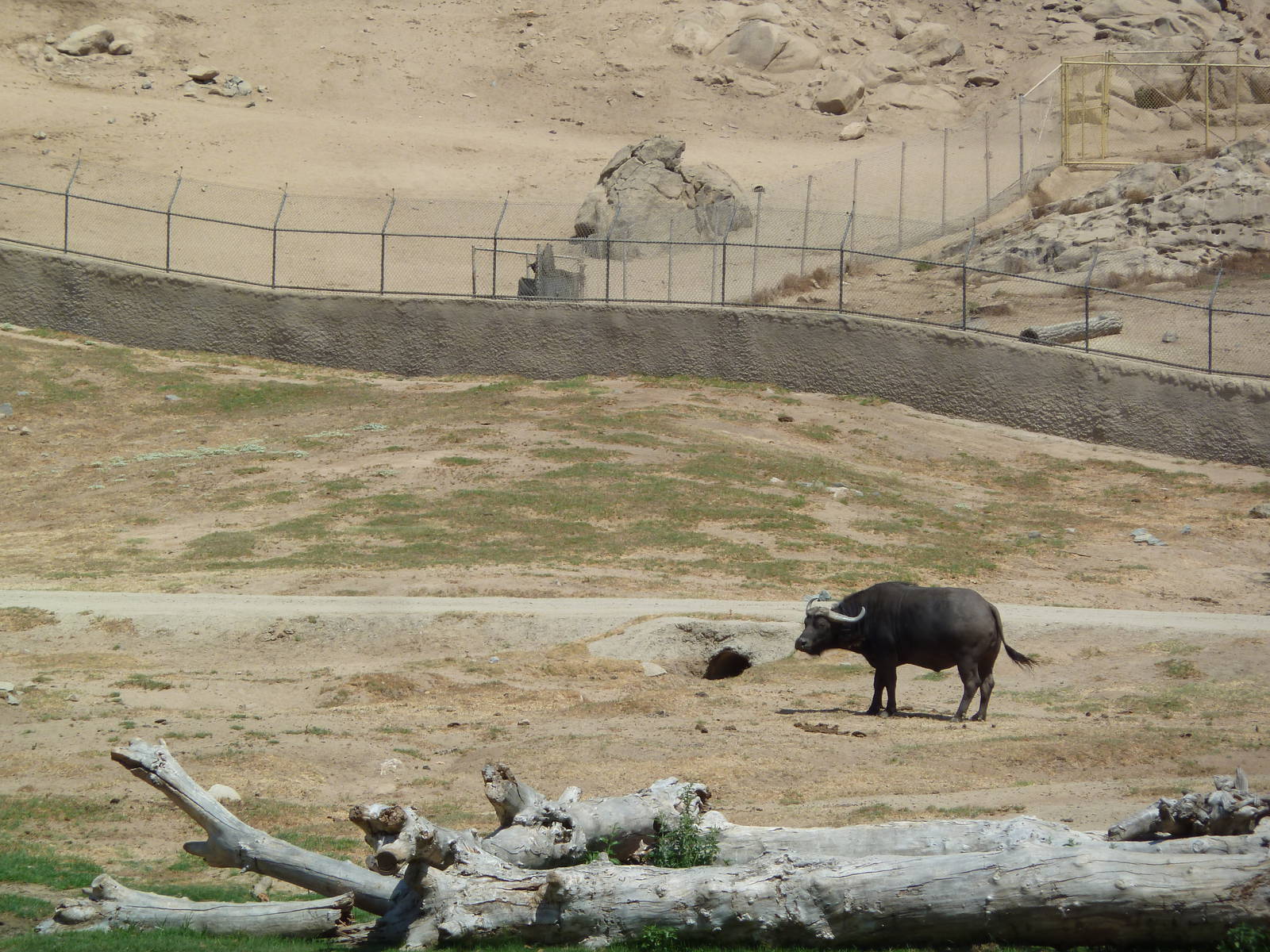 Africa Tram Tour - Cape Buffalo