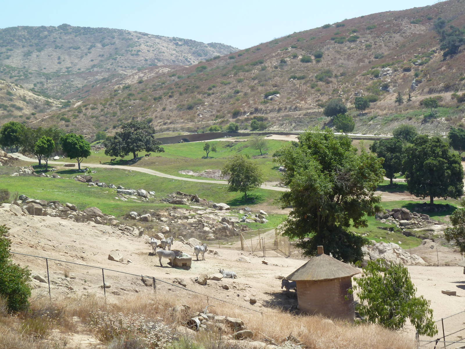 Africa Tram Tour - Grevy's Zebra Exhibit