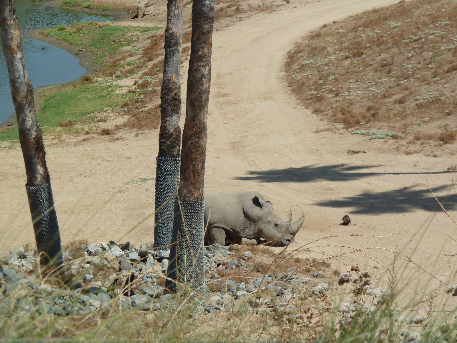 Africa Tram Tour - Northern White Rhinoceros