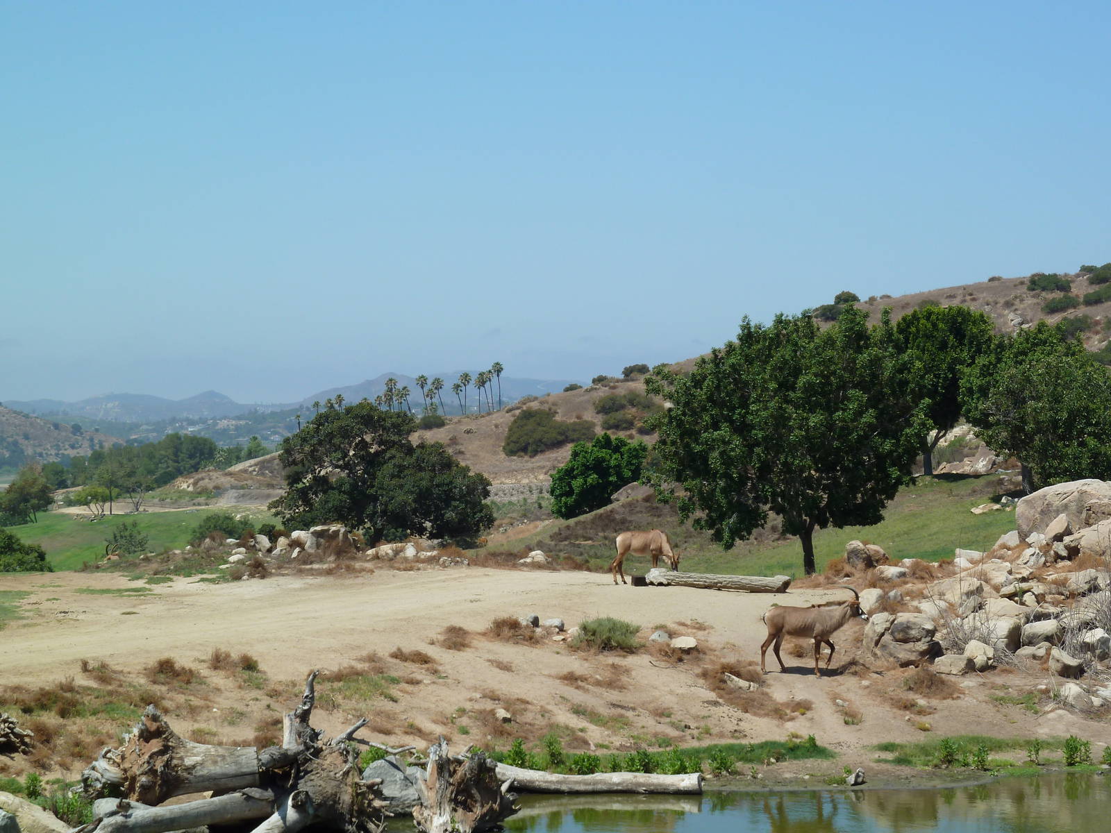 Africa Tram Tour - Roan Antelope