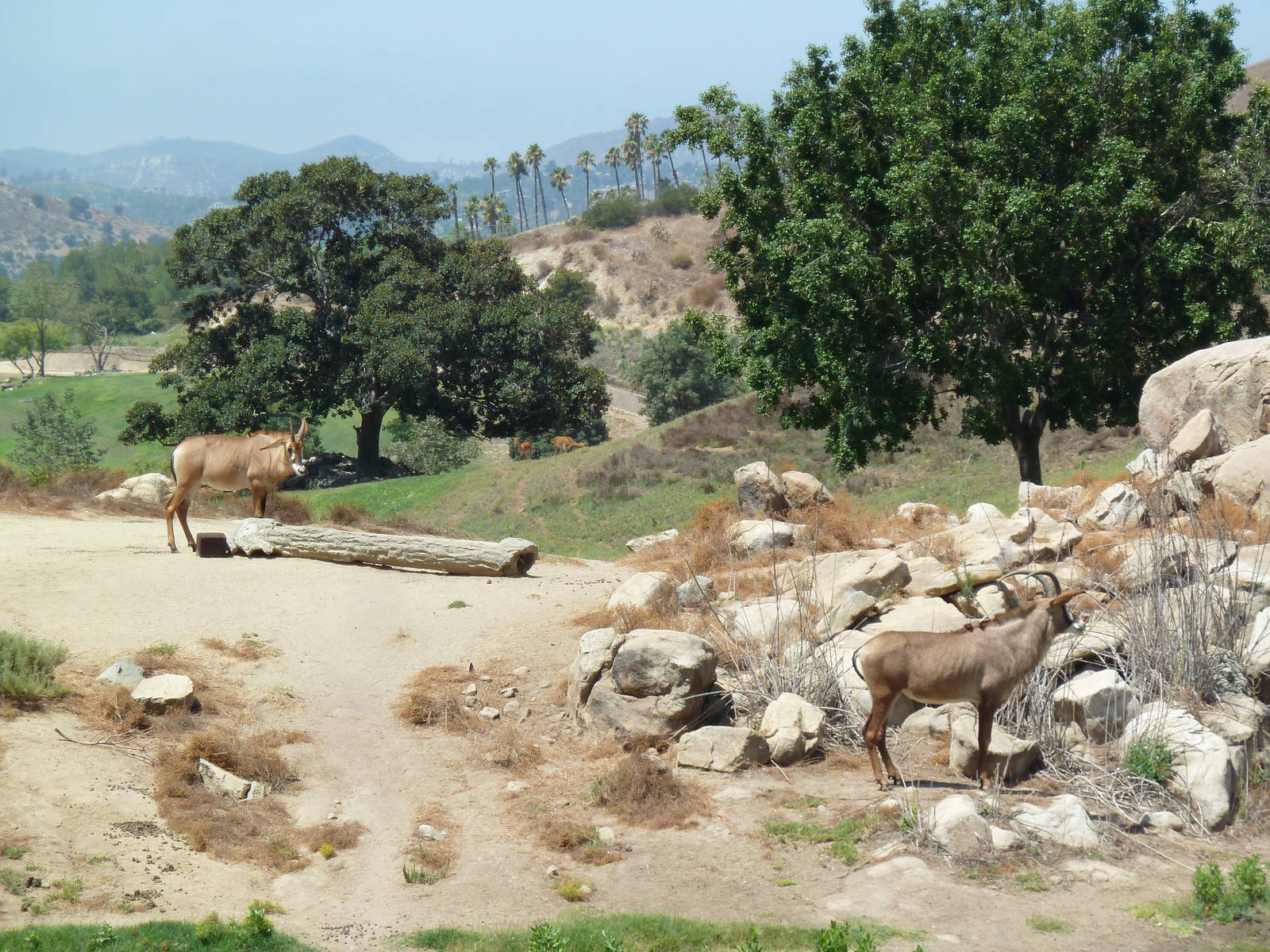 Africa Tram Tour - Roan Antelope