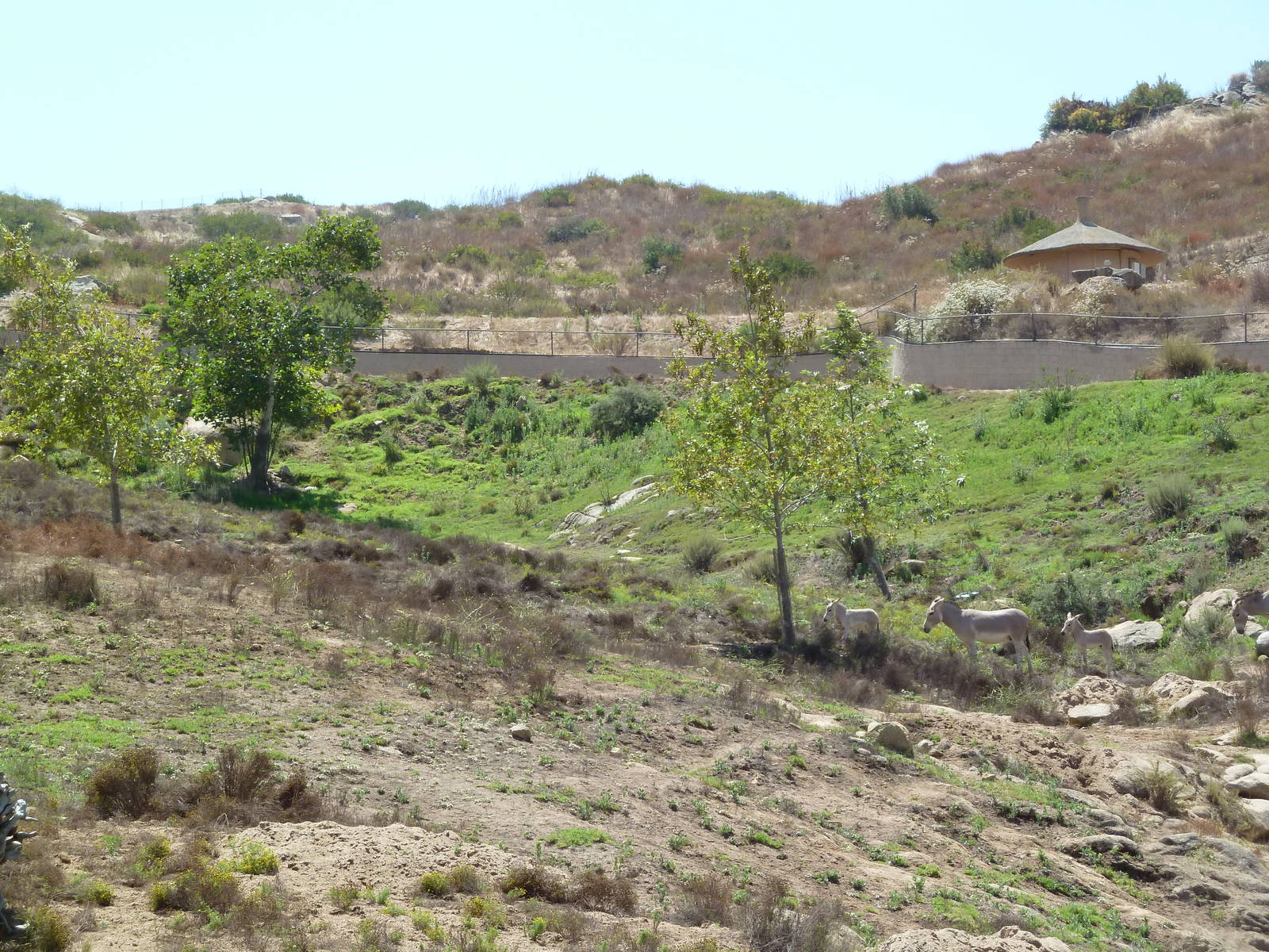 Africa Tram Tour - Somali Wild Ass Exhibit