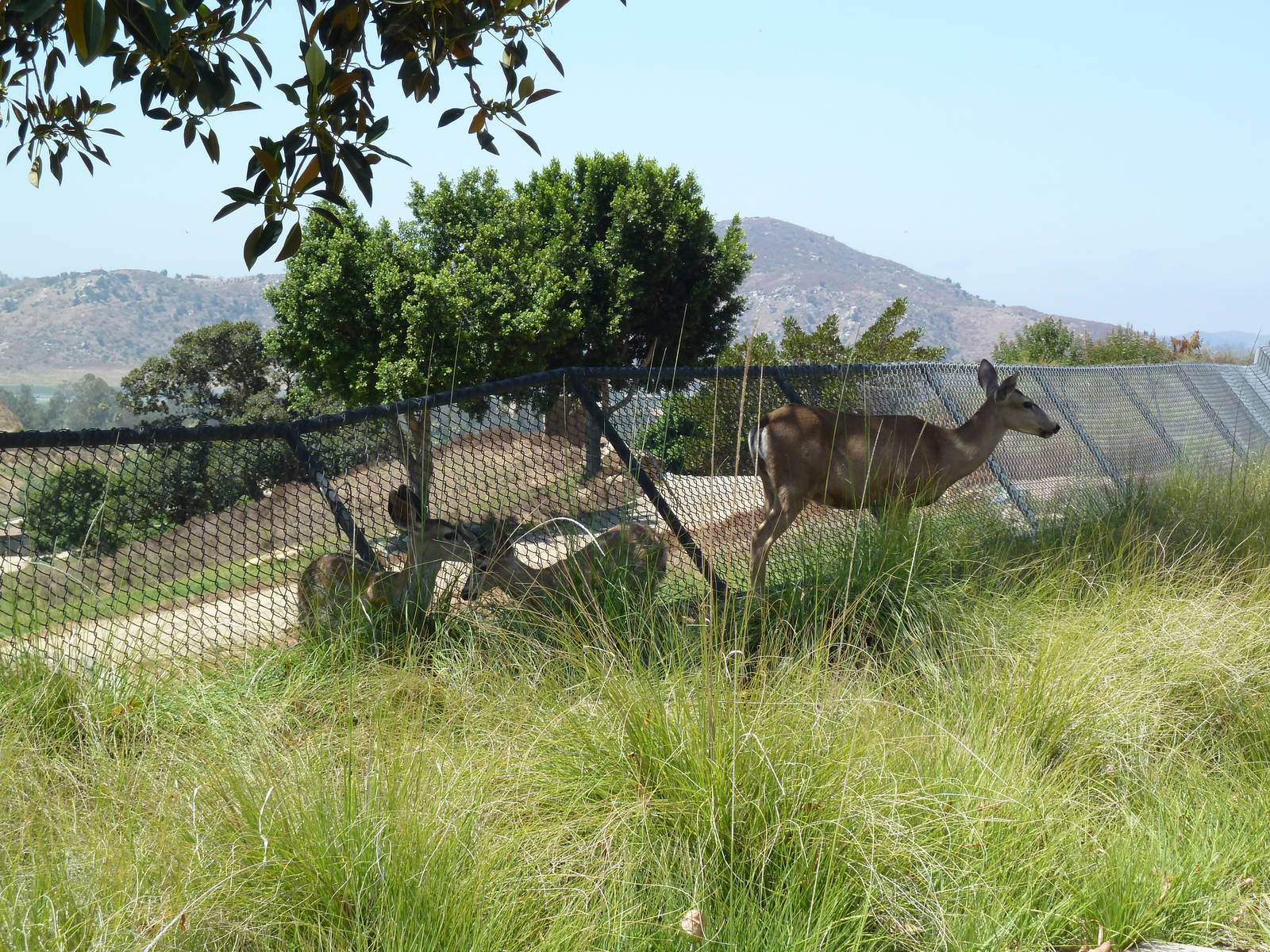 Africa Tram Tour - Wild Mule Deer