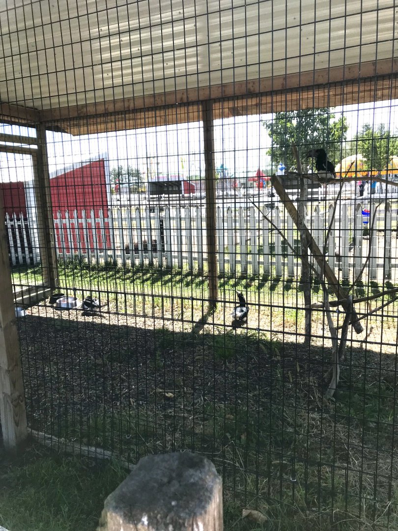 “Africa”- trumpeter hornbill exhibit