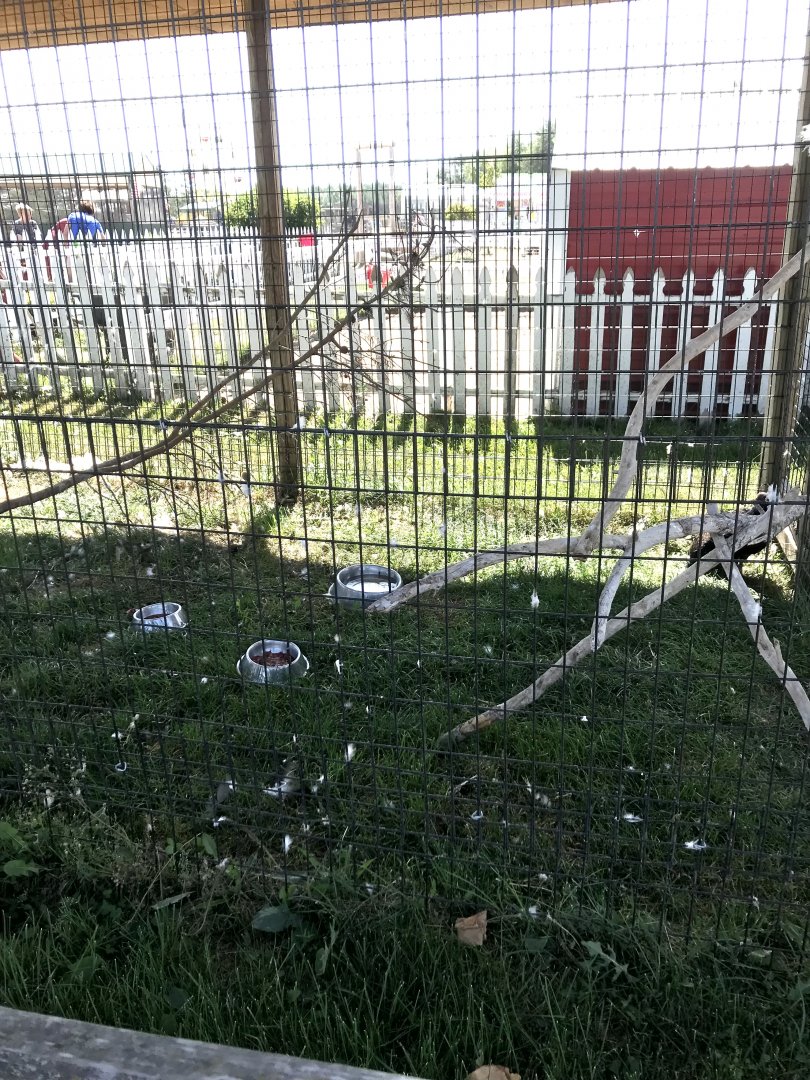 “Africa”- turkey vulture exhibit