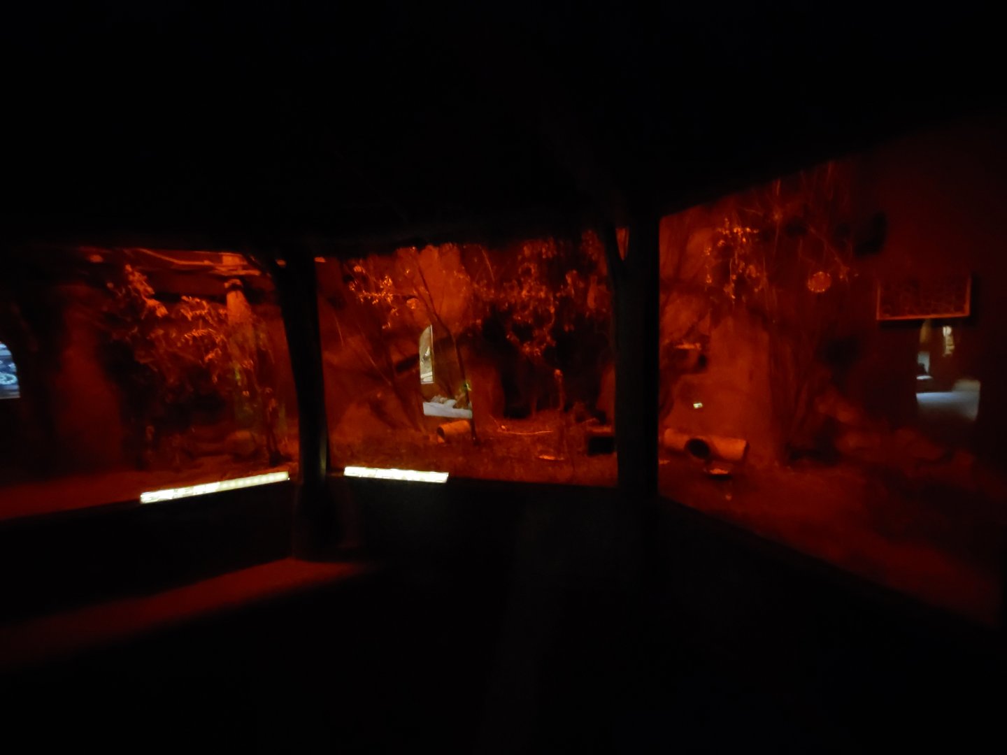 Africa up close - Moholi bushbaby & votsotsa enclosure