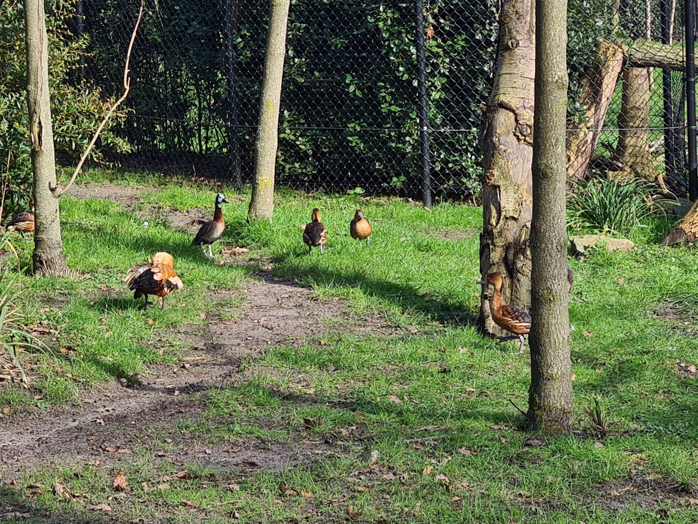Africa - Various ducks in Okapi aviary