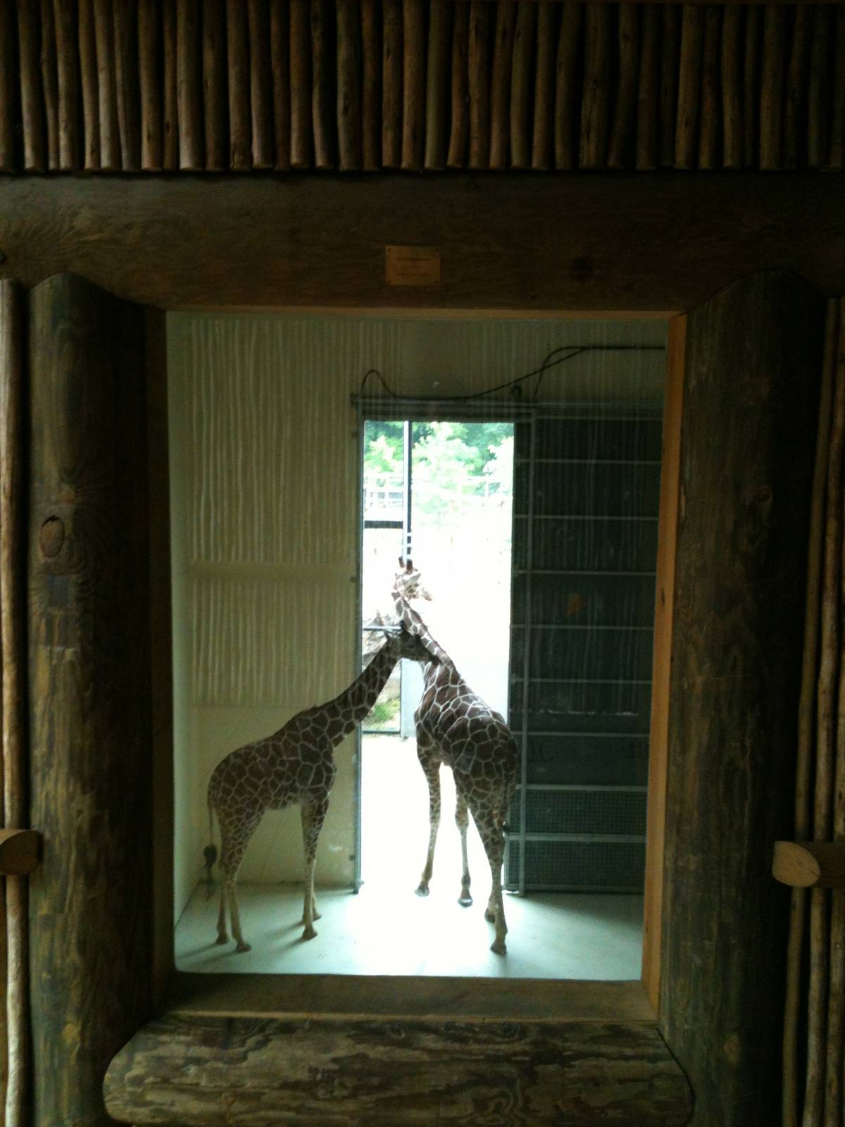 Africa-Viewing into the the giraffe barn.