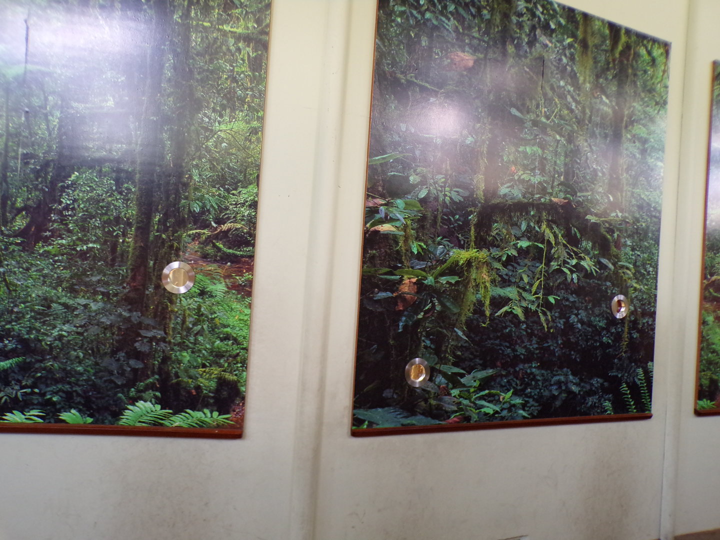 Africa- viewing windows into gorilla indoors 13.7.23