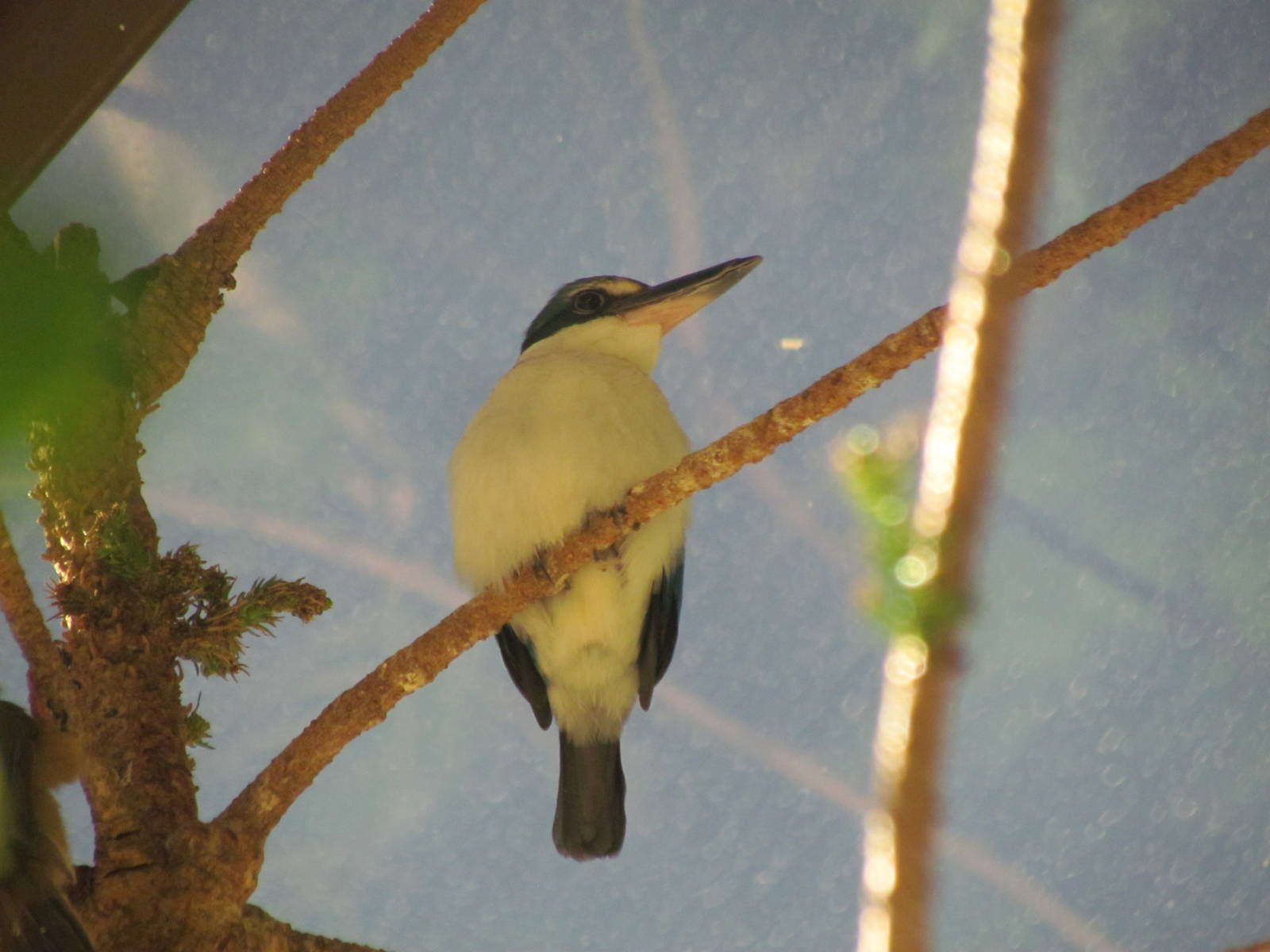 Africa - Vollum Aviary