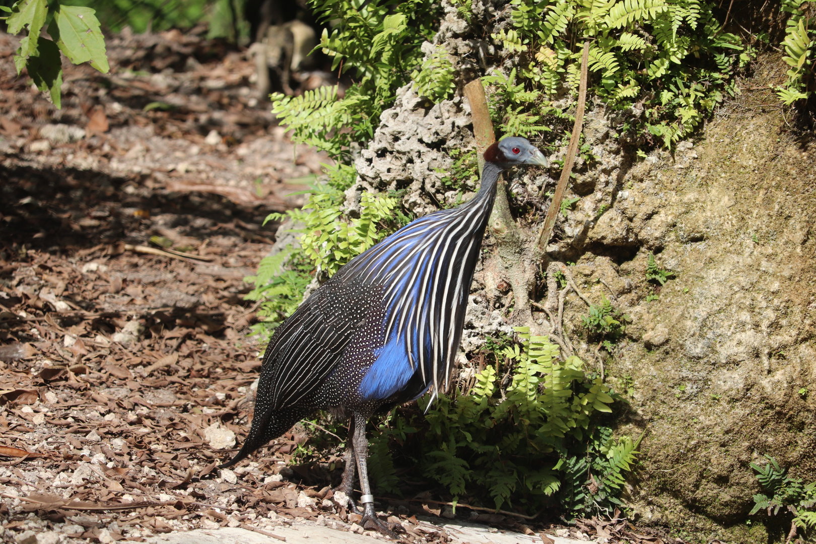 Africa - Vulturine Guineafowl