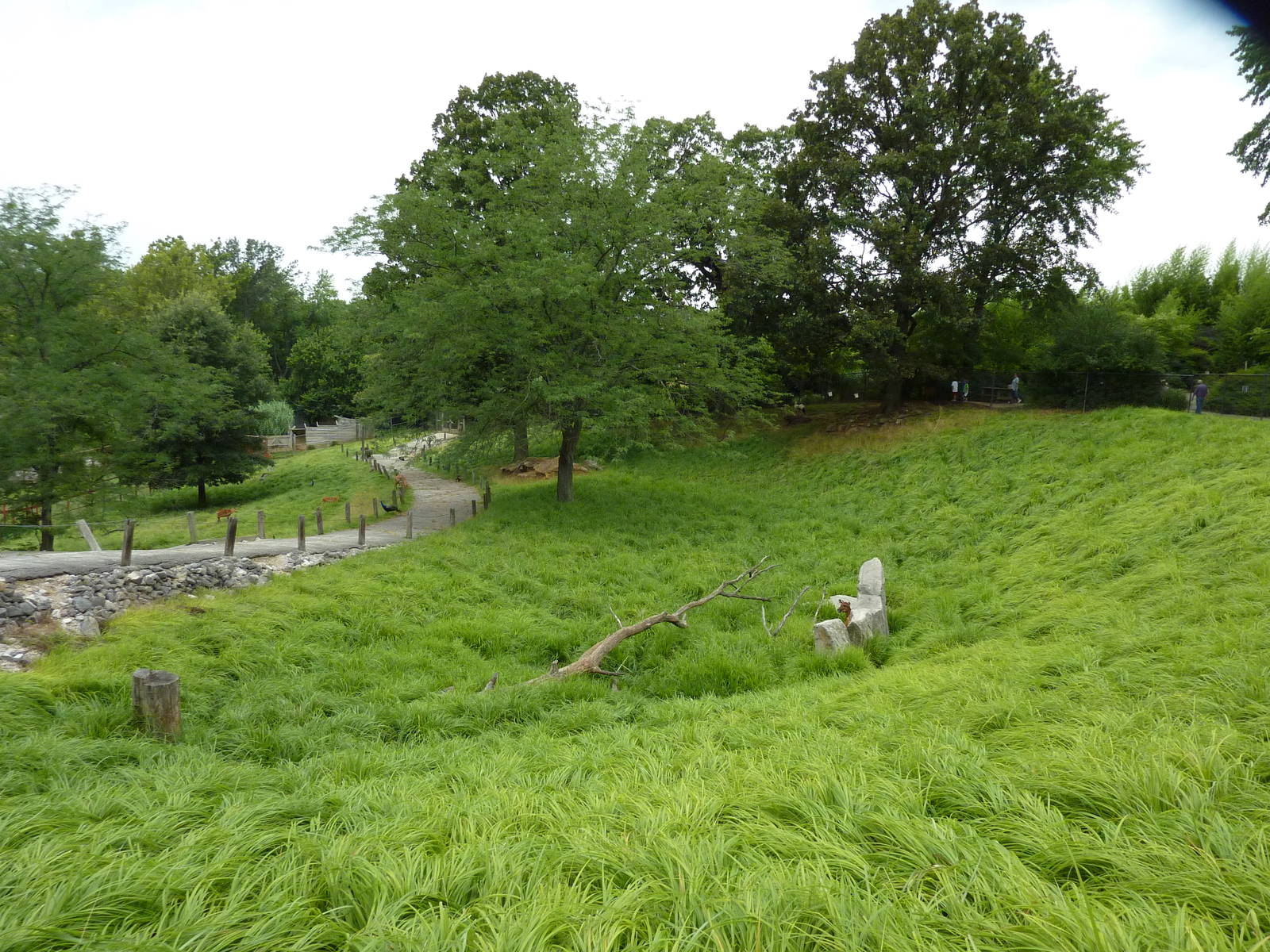 Africa - Walk-Through Sitatunga/White Stork Exhibit