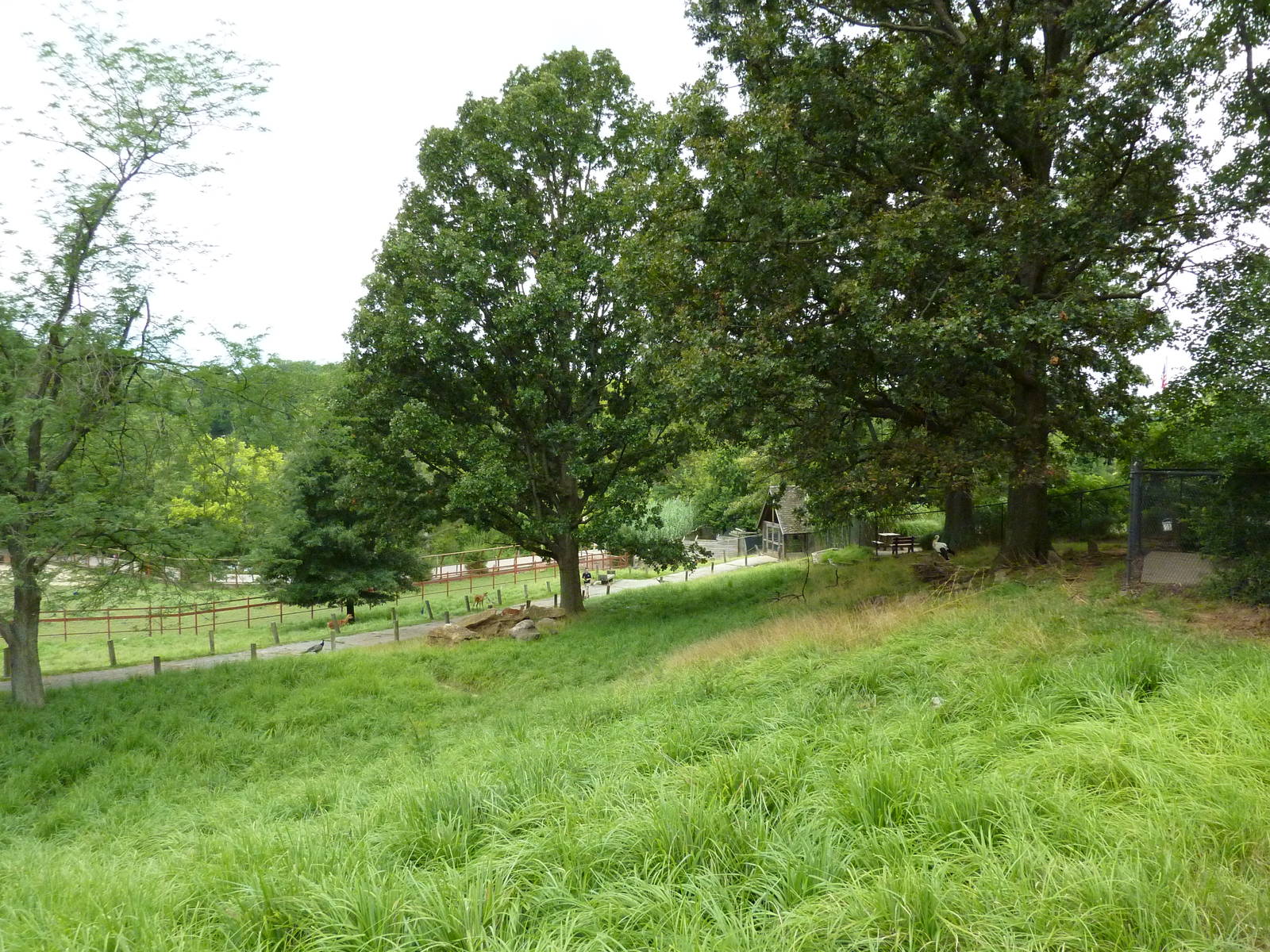 Africa - Walk-Through Sitatunga/White Stork Exhibit
