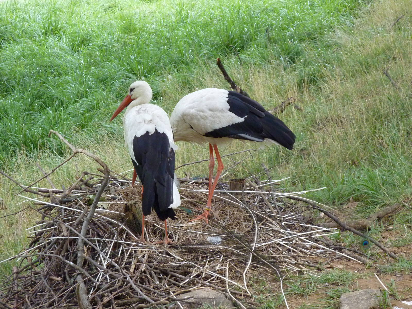 Africa - Walk-Through Sitatunga/White Stork Exhibit