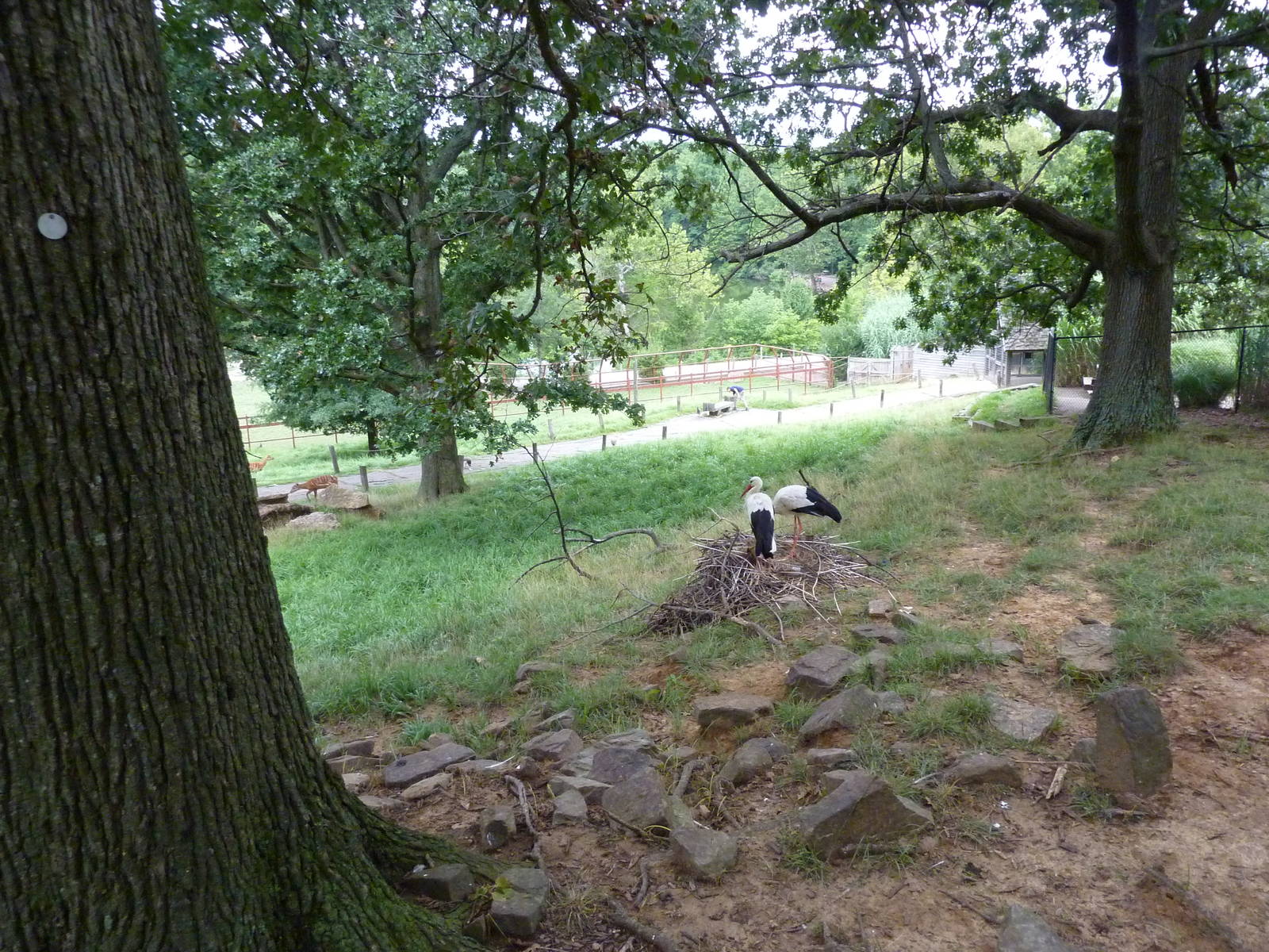 Africa - Walk-Through Sitatunga/White Stork Exhibit