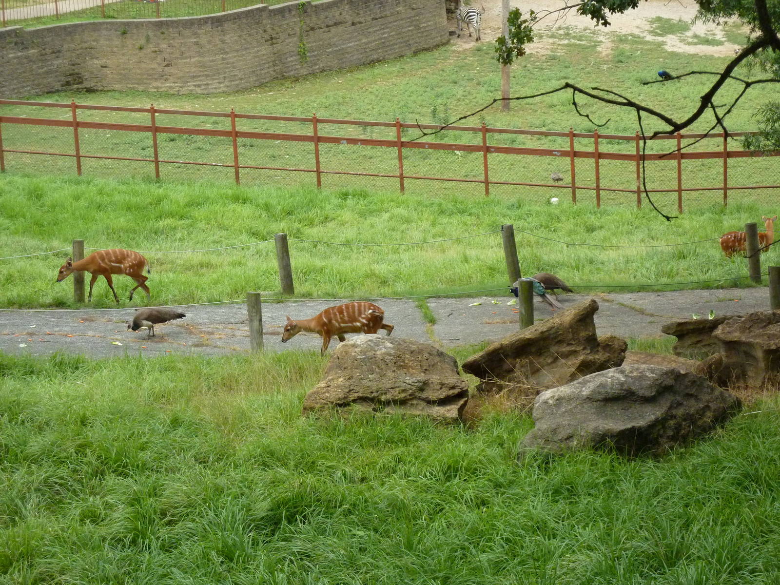Africa - Walk-Through Sitatunga/White Stork Exhibit