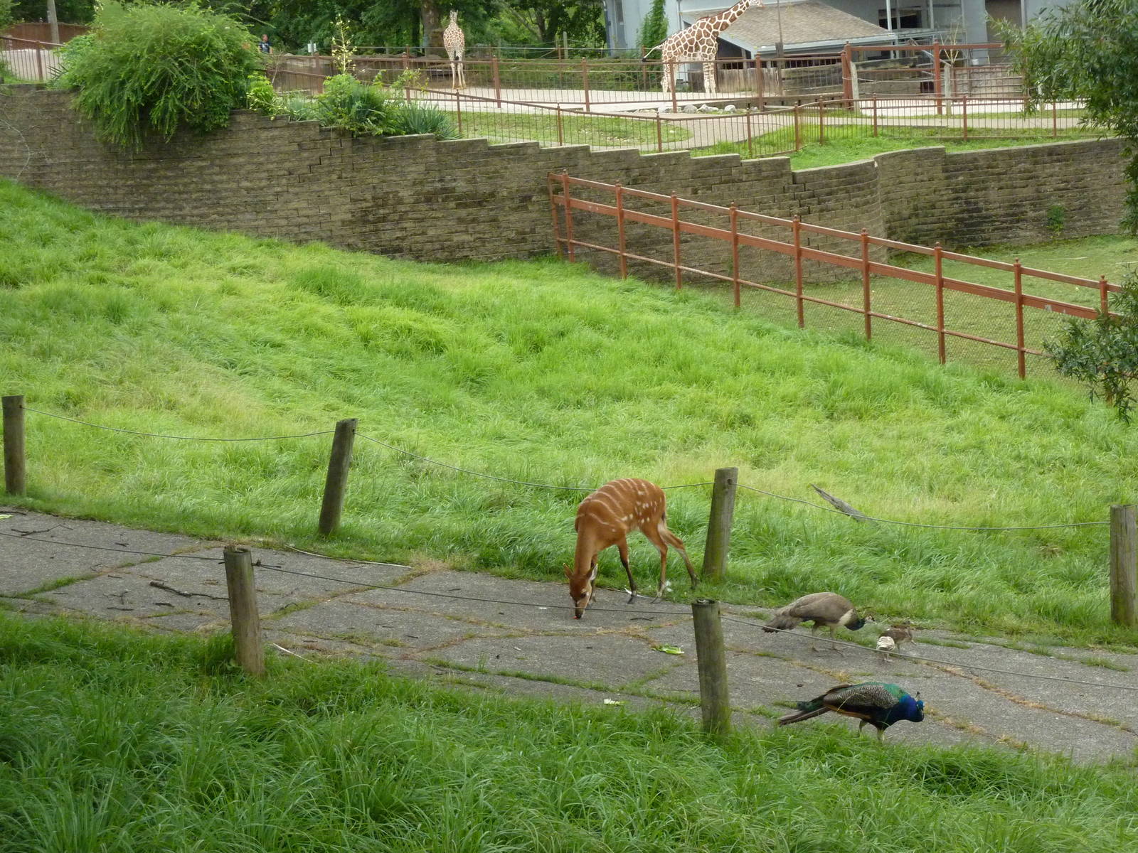 Africa - Walk-Through Sitatunga/White Stork Exhibit