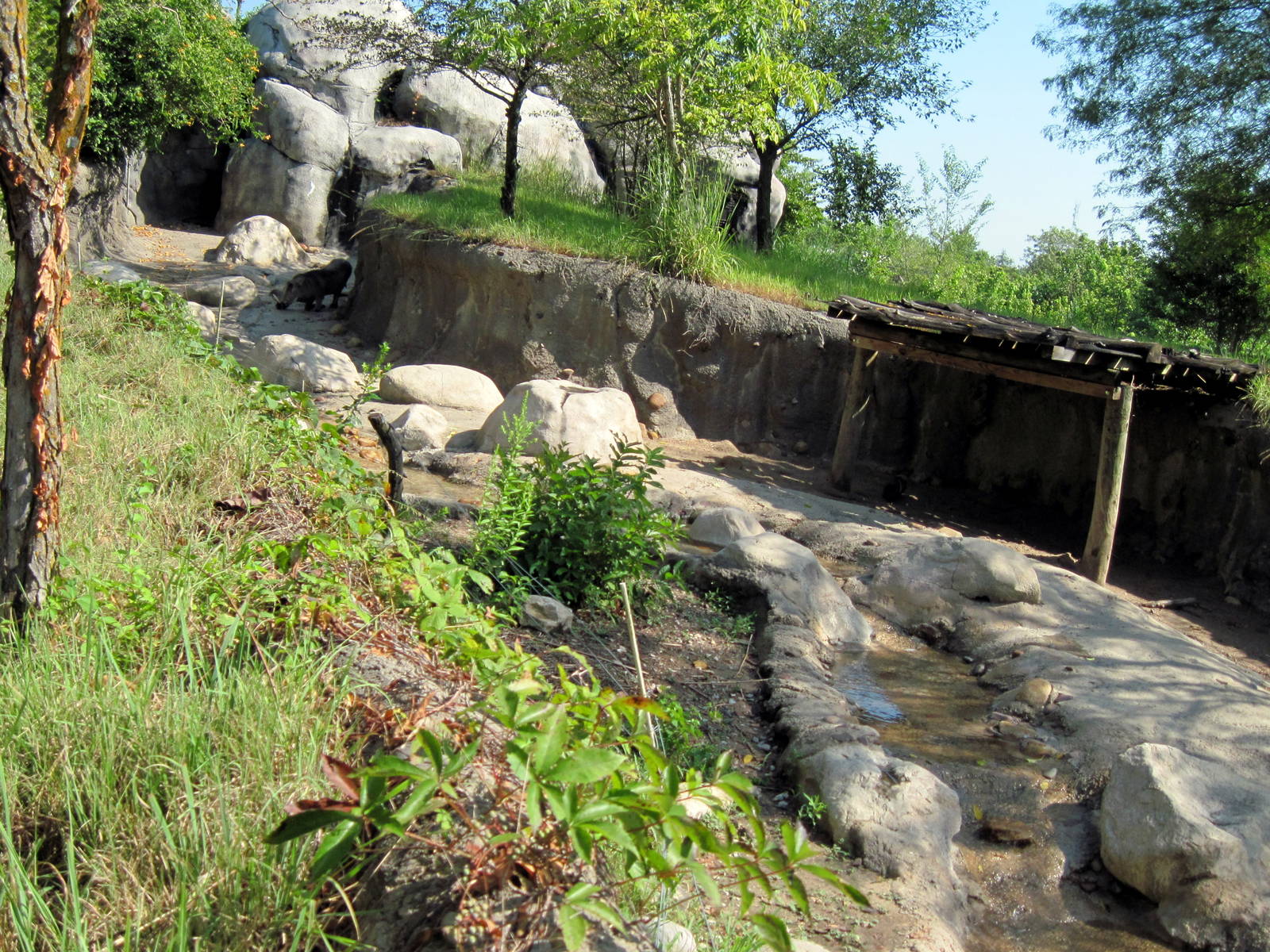 Africa-Warthog Exhibit