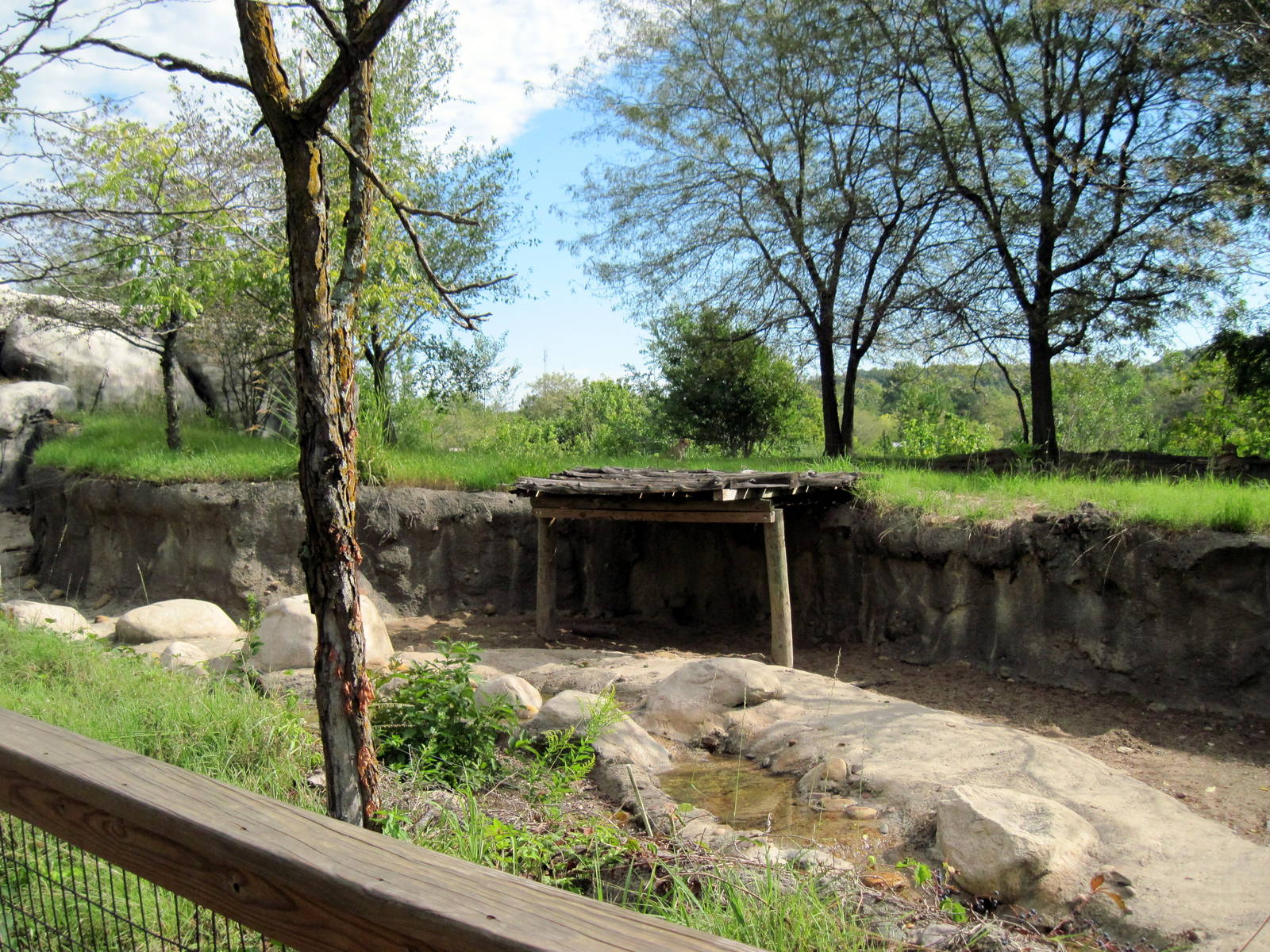 Africa-Warthog Exhibit