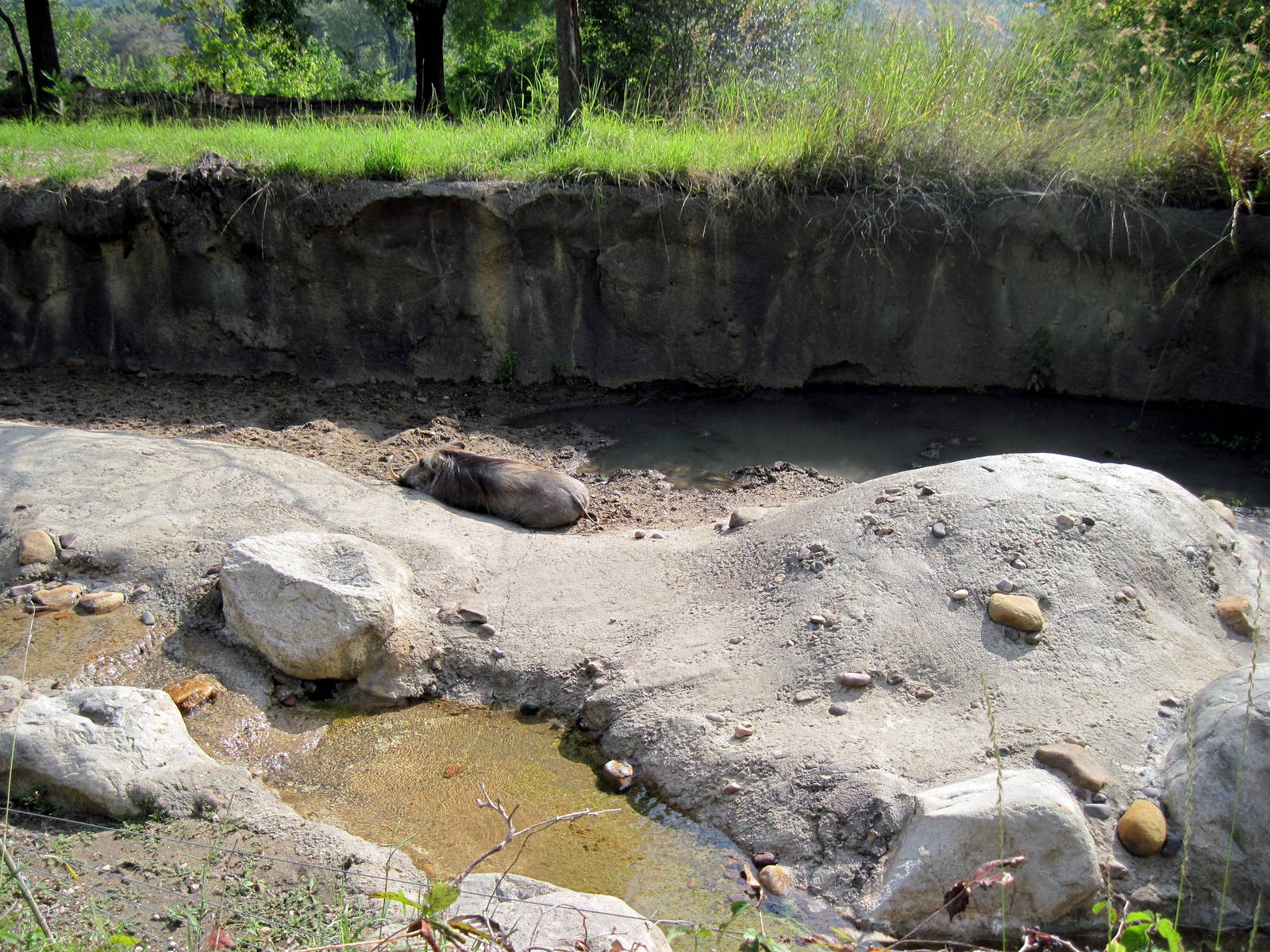 Africa-Warthog Exhibit