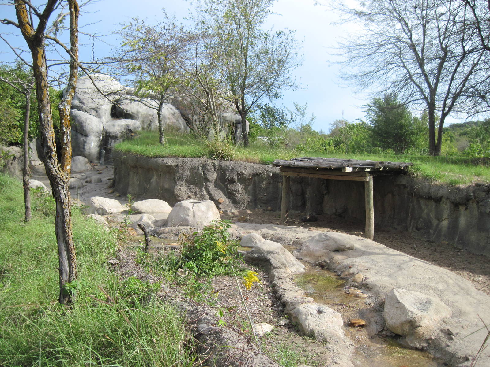Africa-Warthog Exhibit