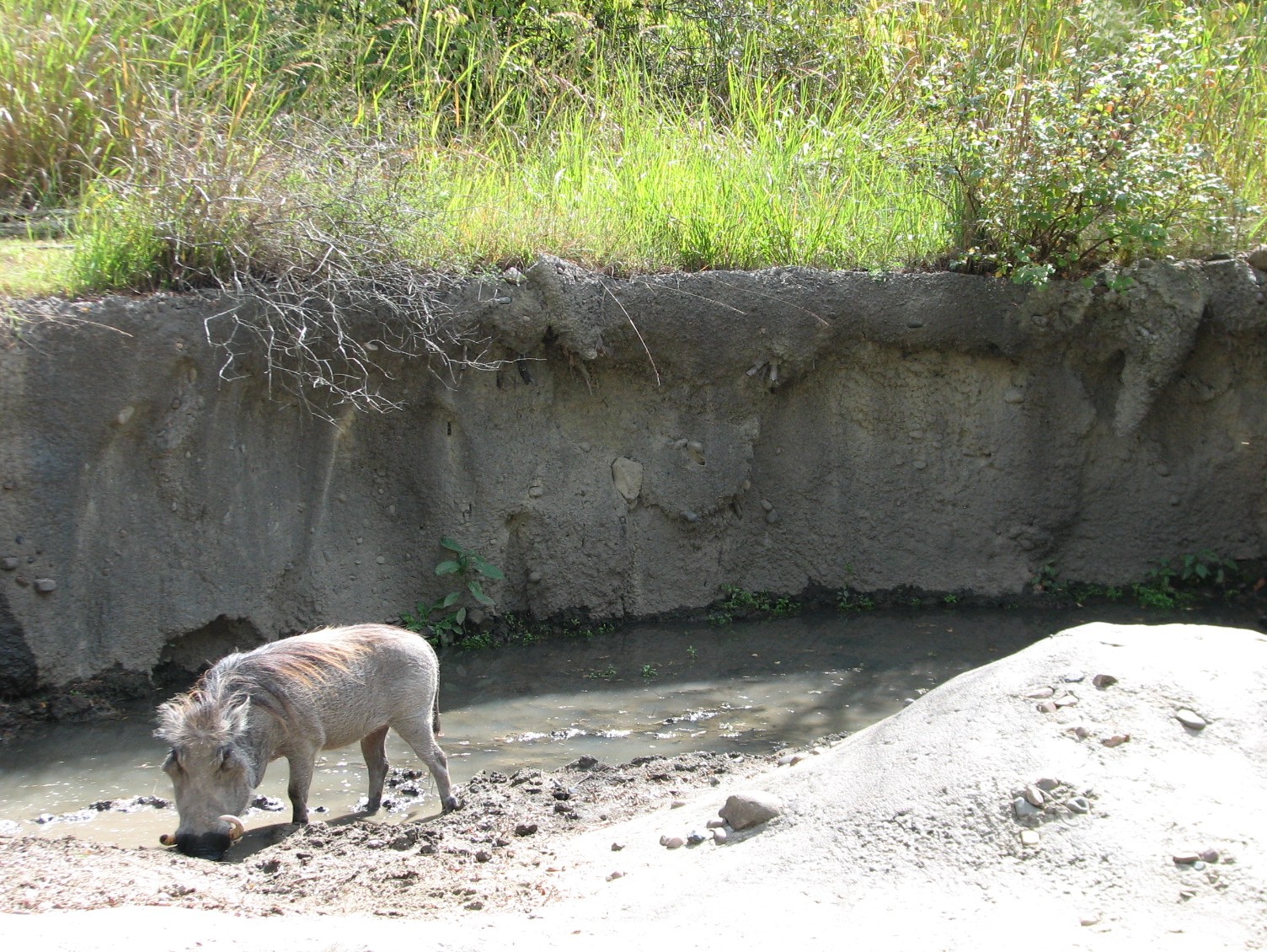 Africa - Warthog Exhibit